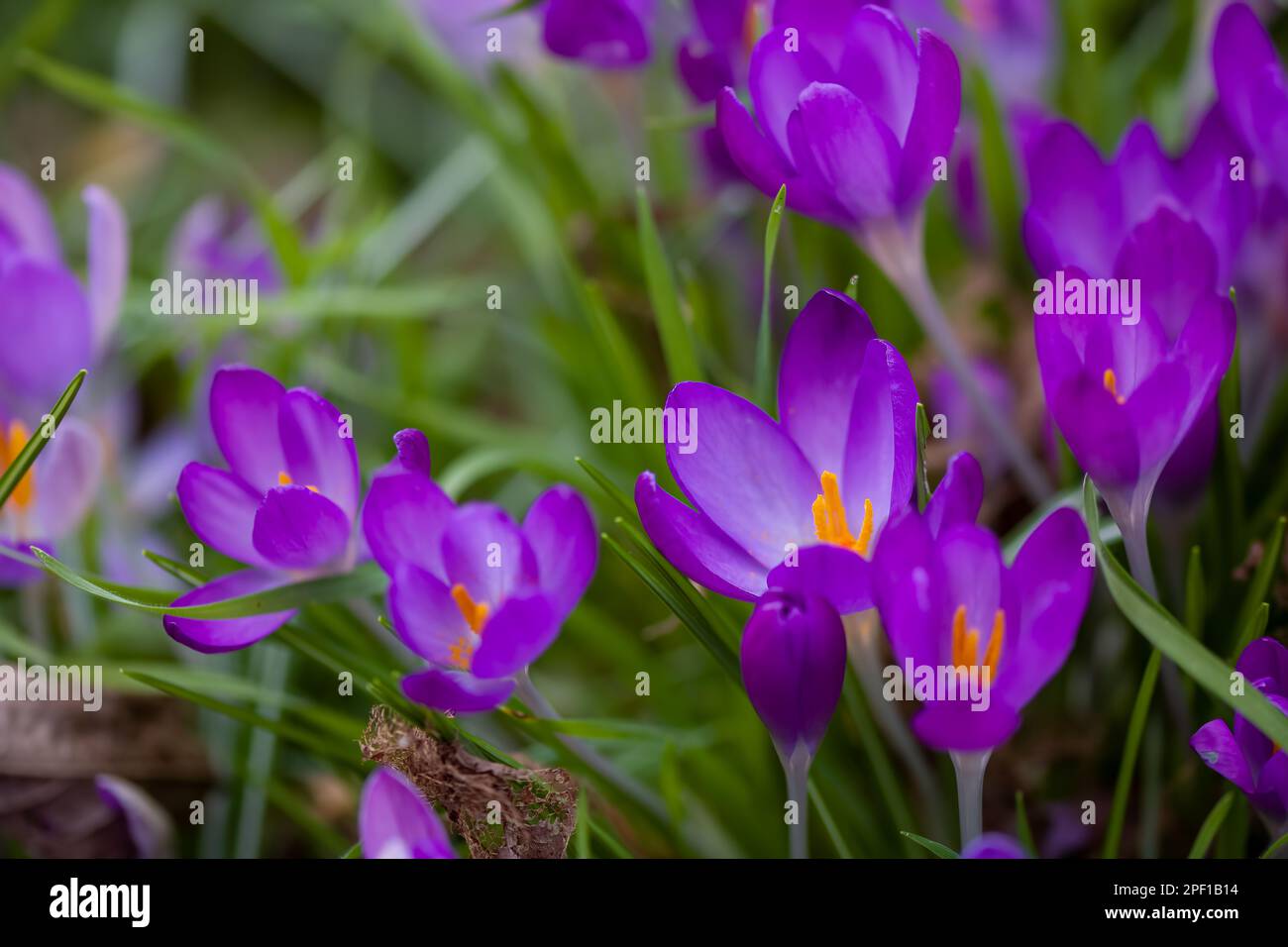 Makronahaufnahme von leuchtend violetten Krokusblüten Stockfoto