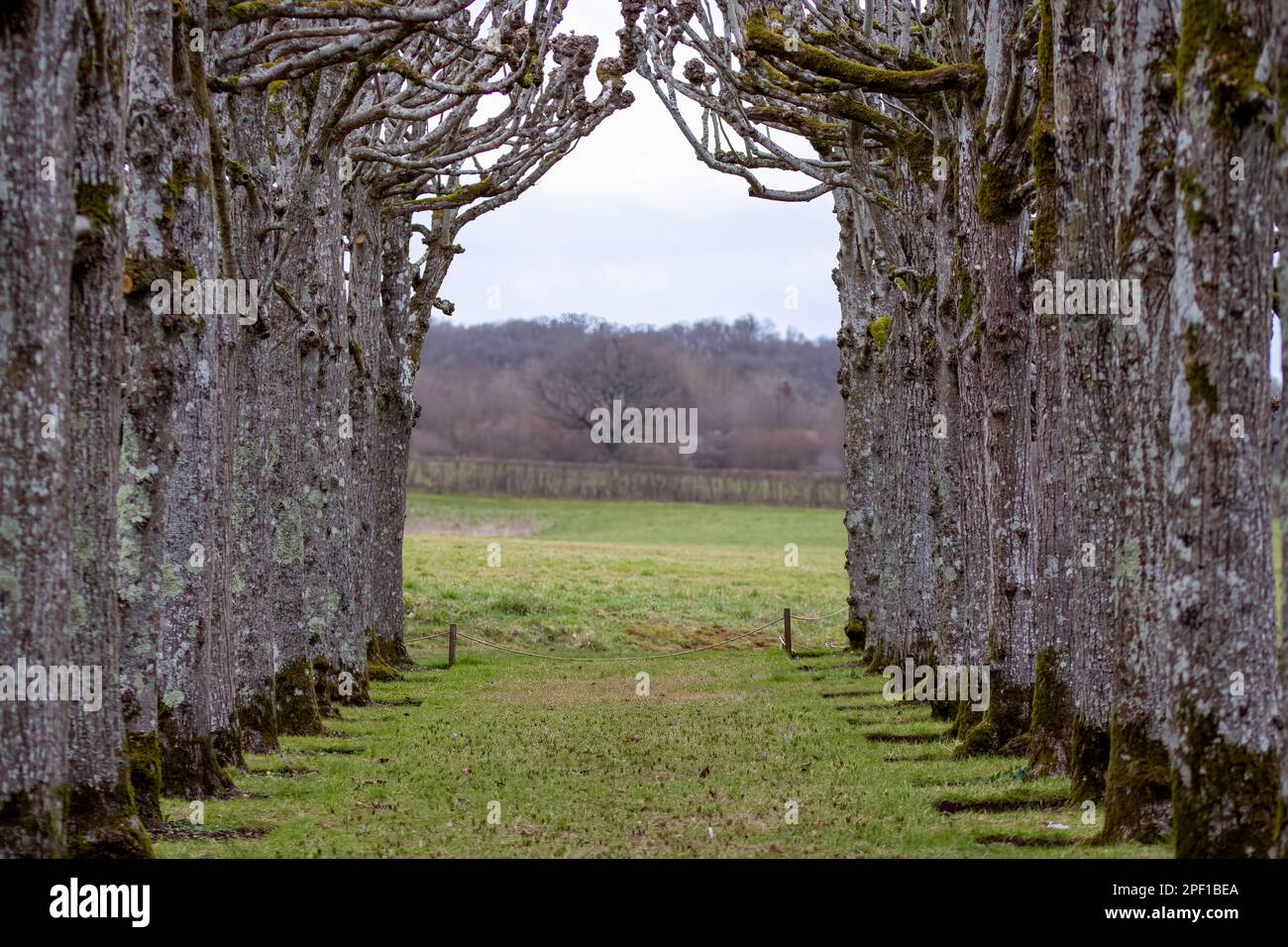 An einem Frühlingstag bietet sich Ihnen ein Spaziergang durch die gelobte Limette in die englische Landschaft an Stockfoto