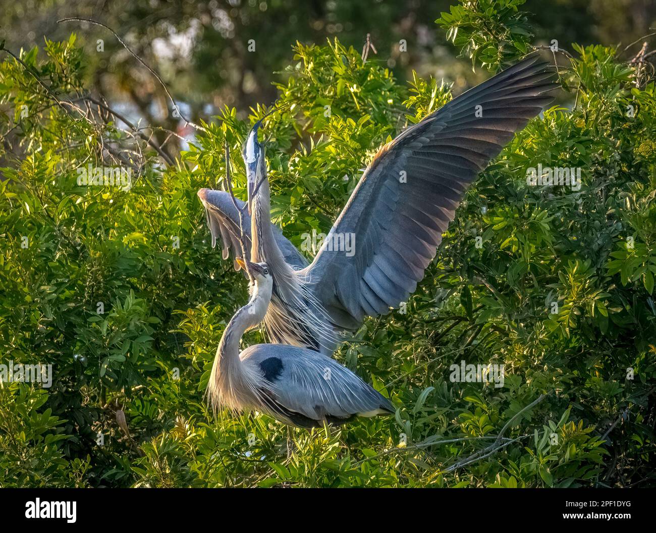 Ein Paar große Blaureiher mit einem Zweig zum Nestbau in der Venice Audubon Rookery in Venice, Florida, USA Stockfoto