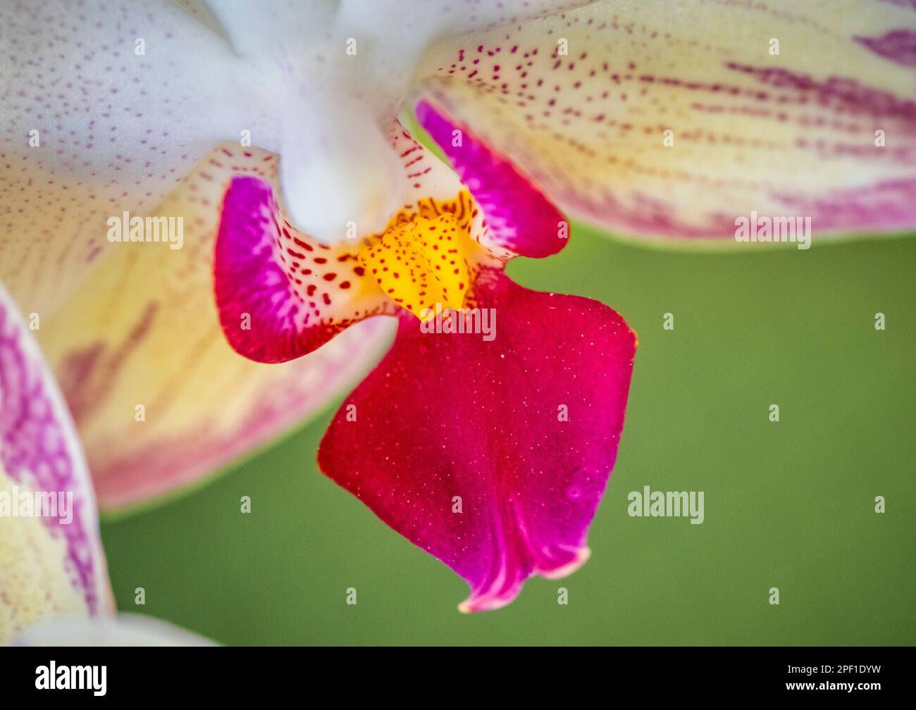 Nahaufnahme der gelben roten Orchidee Stockfoto