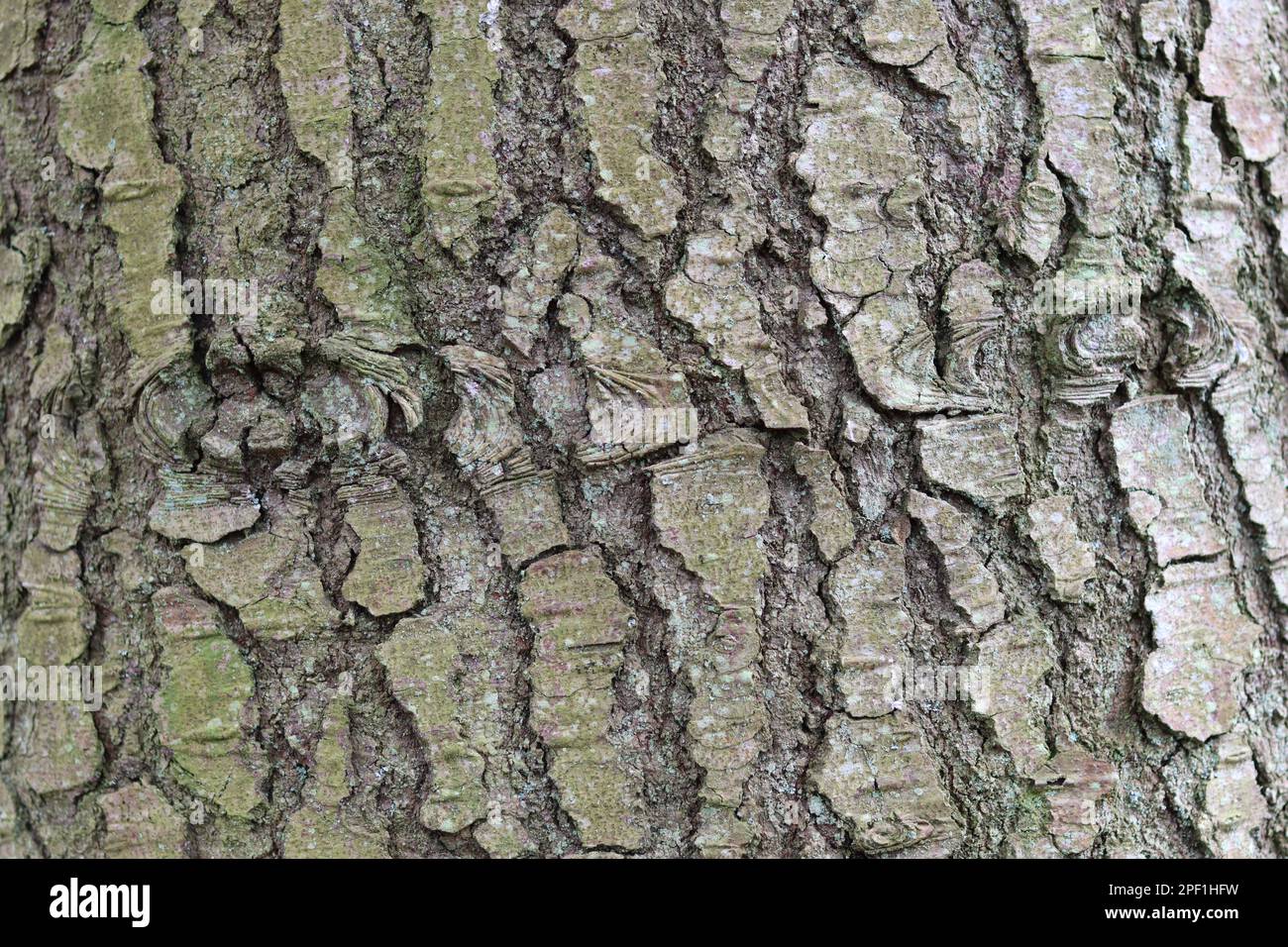 Alte Baumrinde mit Rissen und Augenknoten Stockfoto