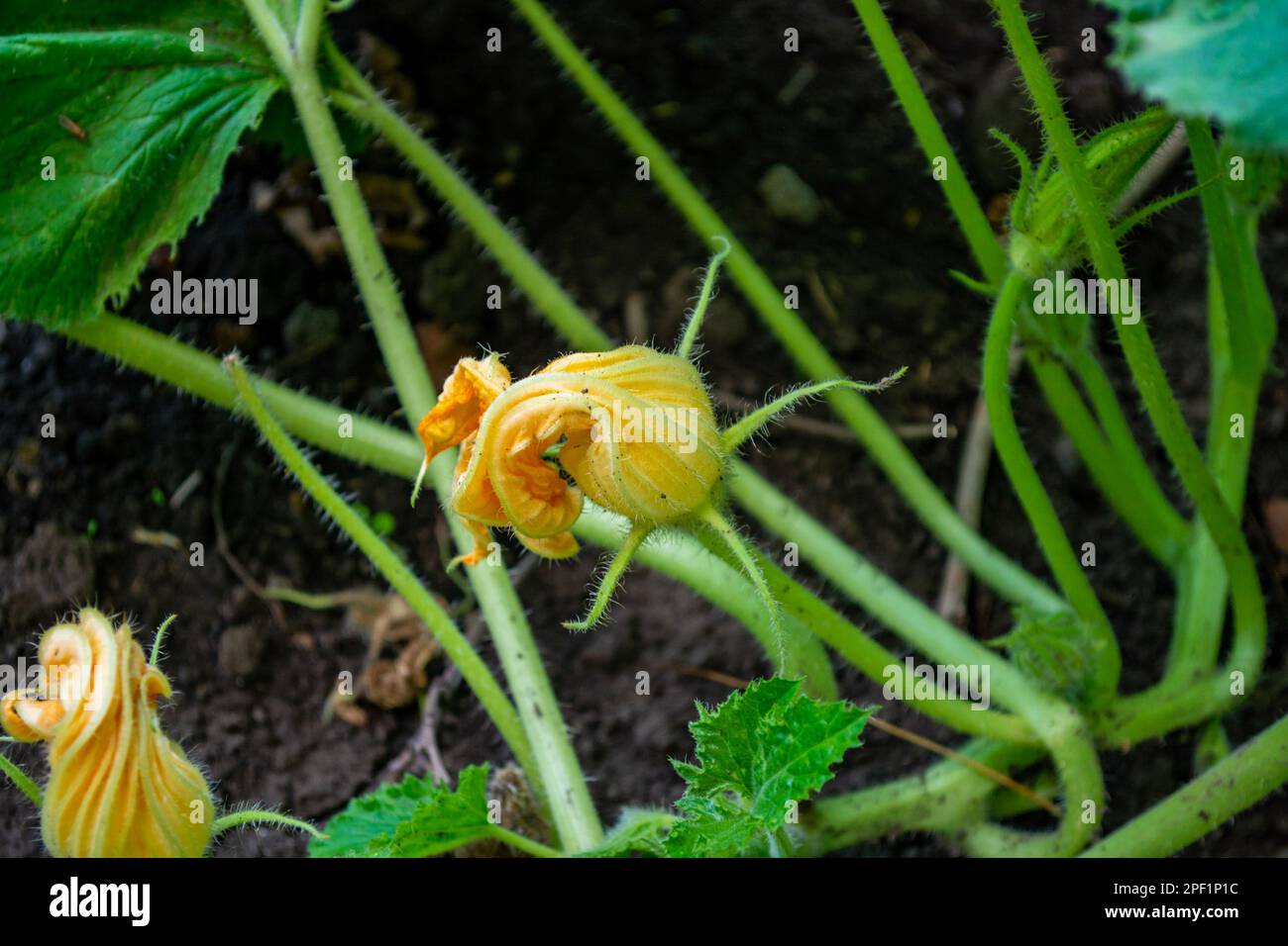 Zucchini-Knospe im Garten. Anbau von Kulturpflanzen. Stockfoto