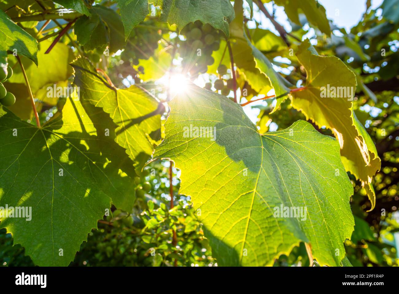 Das Leuchten der Sonnenstrahlen durch das dichte grüne Laub der Trauben. Sonniger, warmer Sommertag. Hintergrund Stockfoto