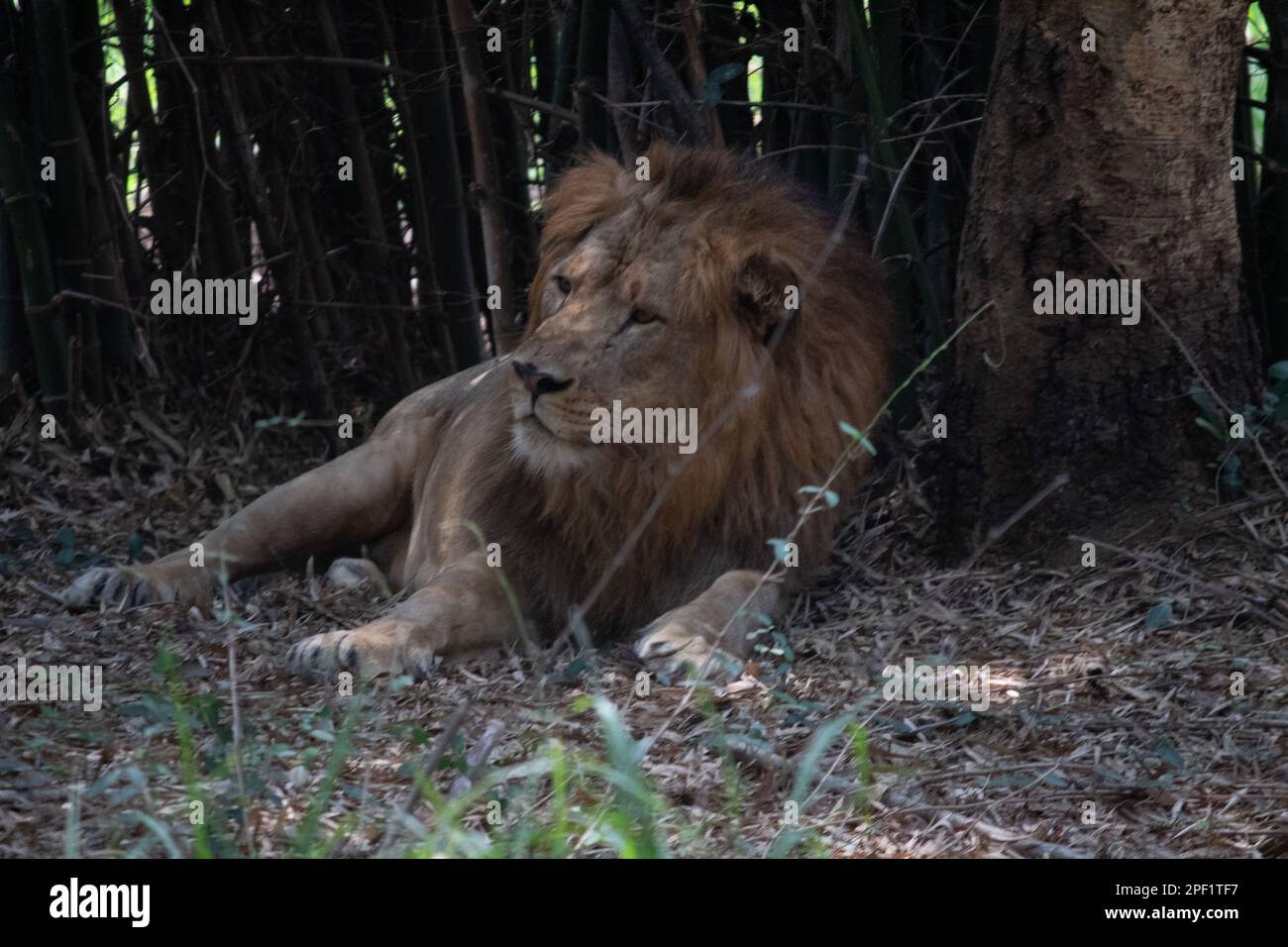 Indischer Löwe im Bannerghatta-Nationalpark Bangalore im Zoo. Forest Wildlife Sanctuaries in Karnataka India Stockfoto