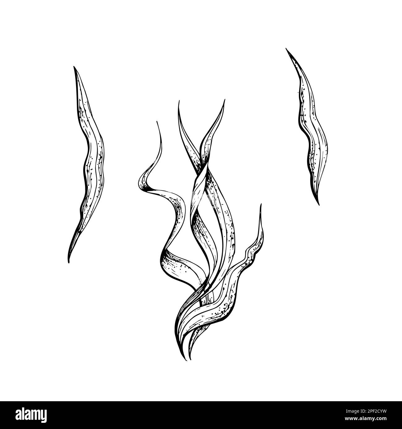 Algenbündel und einzelne Blätter. Isoliertes, von Hand gezeichnetes Objekt in grafischer Technik. Vektordarstellung für Strand, Sommer, nautische Dekoration und Stock Vektor