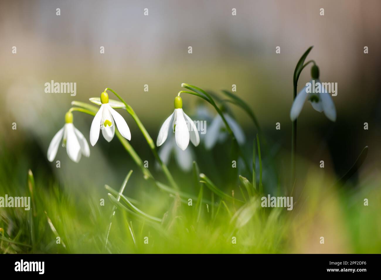 Weiße Schneetropfenblumen auf grüner Frühlingswiese, Waldnaht. Makro-Naturfotografie Stockfoto