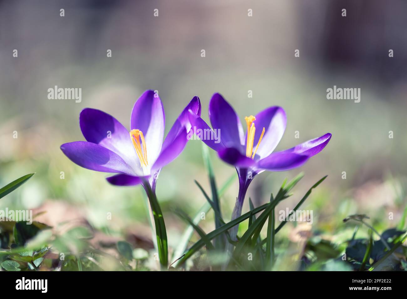 Zwei Frühlingsblumen-Krokus auf grünem Gras. Sonniger Wald im Hintergrund. Naturfotografie Stockfoto