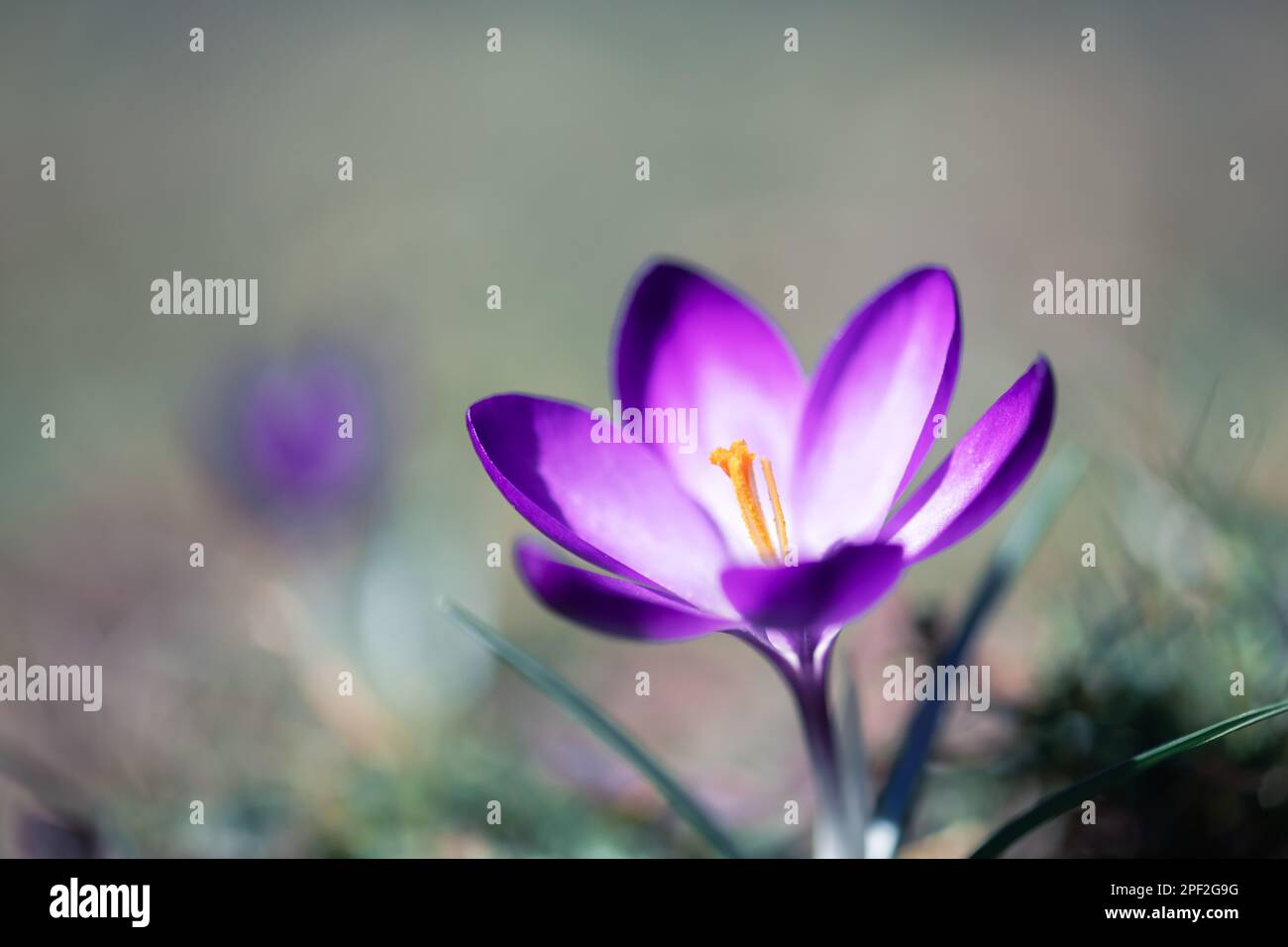 Single Spring Blume Crocus auf grünem Gras Nahaufnahme. Makroaufnahme. Naturfotografie Stockfoto