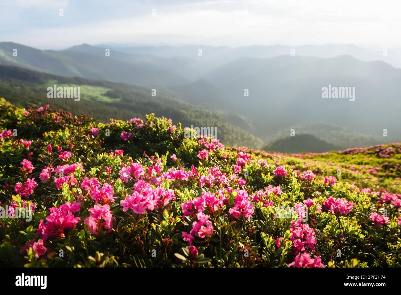 Magische rosafarbene Rhododendron-Blumen bedeckten die sommerliche Bergwiese. Unglaublicher Frühlingsmorgen in den Bergen mit atemberaubenden rosa Rhododendron-Blumen. Landschaftsfotografie Stockfoto