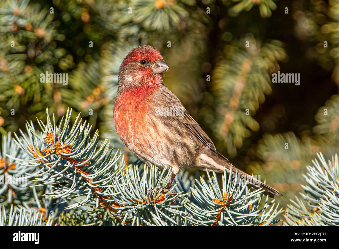 Ein hübscher männlicher Hausfink, der schön in einem Colorado Blue Fichte Baum sitzt. Stockfoto