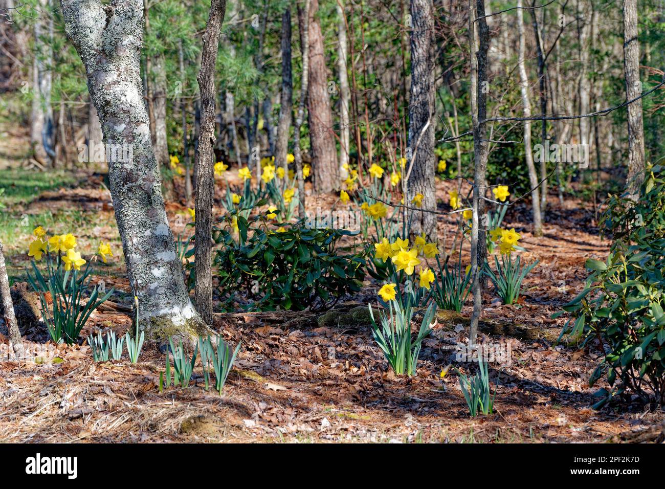 Leuchtend gelbe Narzissen wachsen wild in einem bewaldeten Gebiet zwischen den Bäumen an einem sonnigen Tag im Frühling Stockfoto