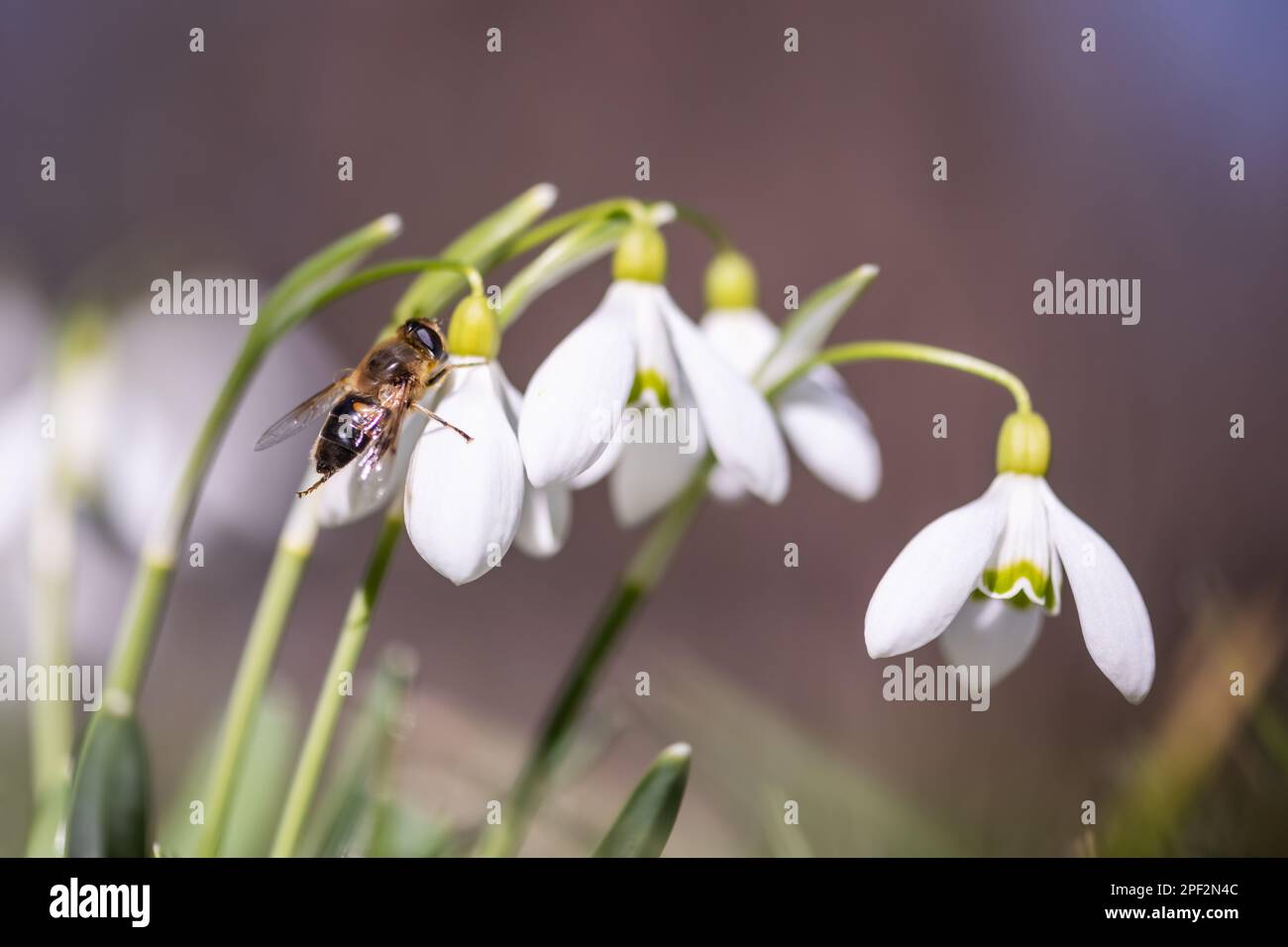 Eine arbeitende Biene sammelt Pollen auf einer weißen Schneegropfenblume auf einer Frühlingswiese. Makrofotografie Stockfoto