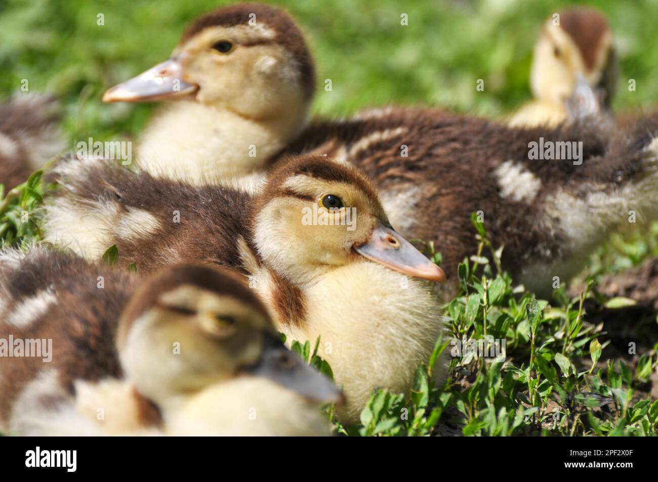 Junge Nachkommen von Moschusenten, Cairina moschata Stockfoto