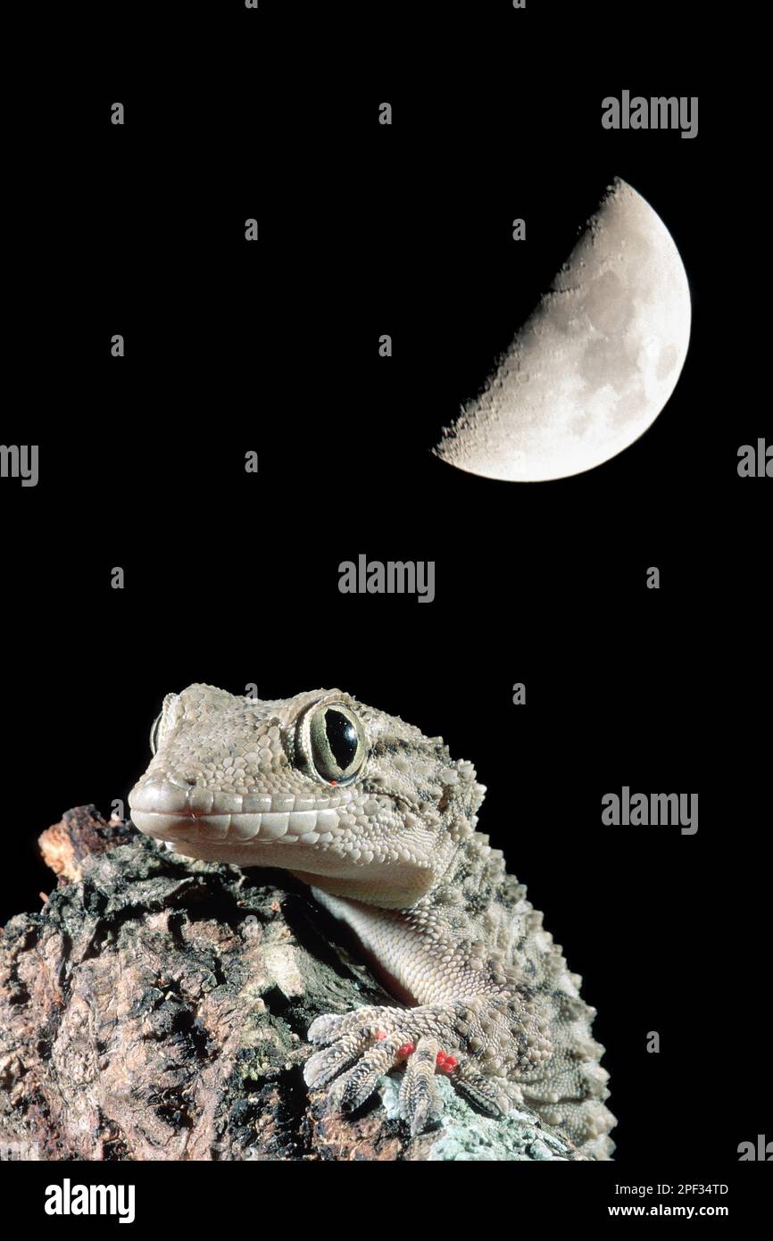 Tarantola o Platidattilo Muraiolo, Tarentola mauritanica, e luna. si