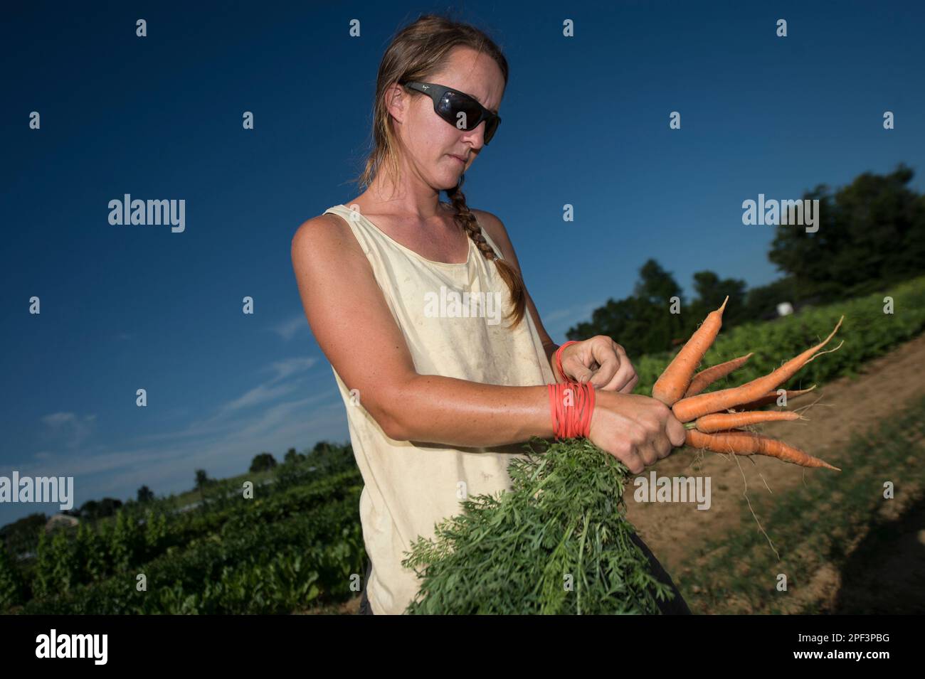 UNITED STATES - Juni 26, 2019: Tonya Taylor in der frühen Jahreszeit Pflanzen bringen am Bainum Family Foundation Farm in der Nähe von Middelburg. Pflanzen, die in der heutigen Ra Stockfoto