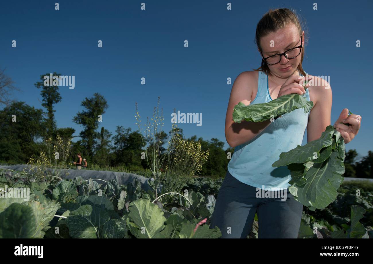 UNITED STATES - Juni 26, 2019: Kate Zoeller bringen in der frühen Jahreszeit ernten beim Bainum Family Foundation Farm in der Nähe von Middelburg. Pflanzen, die in der heutigen Ra Stockfoto