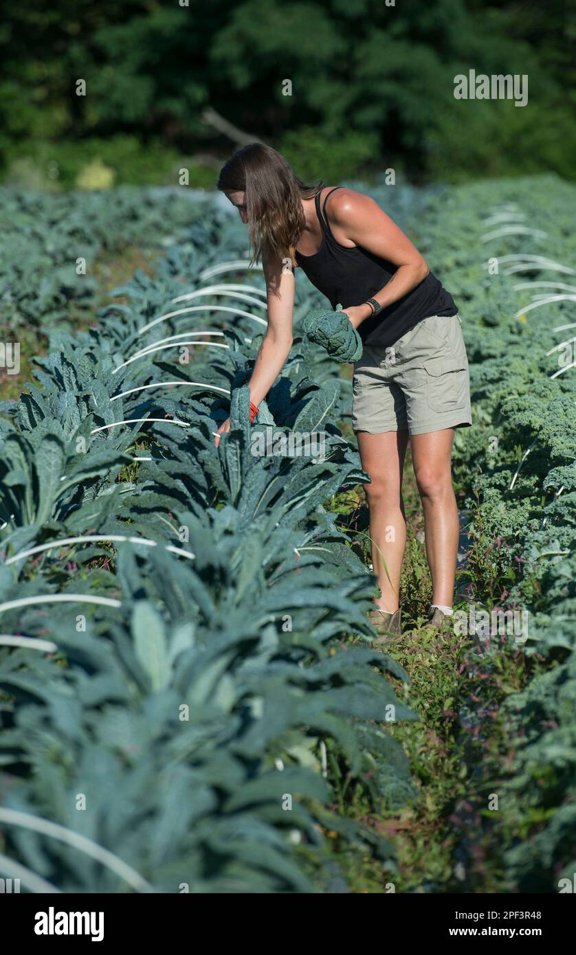 UNITED STATES - Juni 26, 2019: Paige Burger hilft bei der Ernte der frühen Jahreszeit ernten beim Bainum Family Foundation Farm in der Nähe von Middelburg. Pflanzen, die im Tod Stockfoto