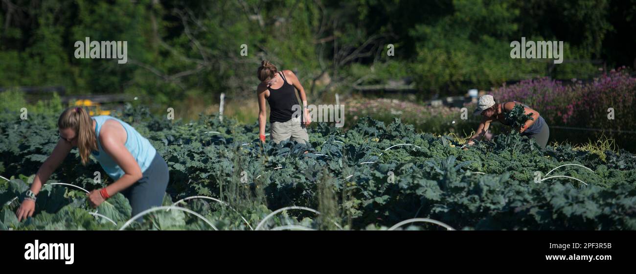 UNITED STATES - Juni 26, 2019: Kate Zoeller, Paige Burger und Katie Miller in der frühen Jahreszeit Pflanzen bringen am Bainum Family Foundation Farm in der Nähe von middl Stockfoto