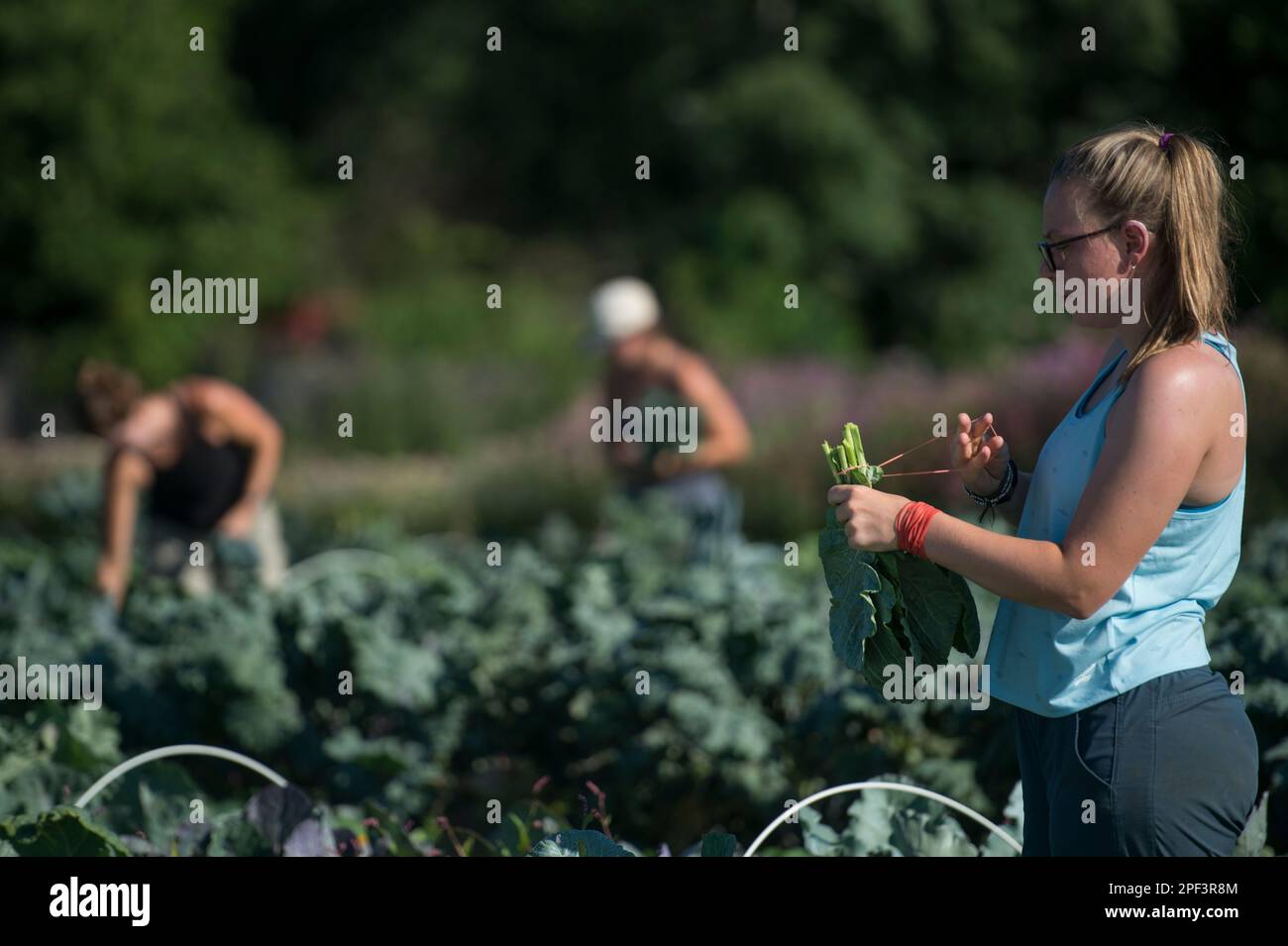 UNITED STATES - Juni 26, 2019: Kate Zoeller, Paige Burger und Katie Miller in der frühen Jahreszeit Pflanzen bringen am Bainum Family Foundation Farm in der Nähe von middl Stockfoto