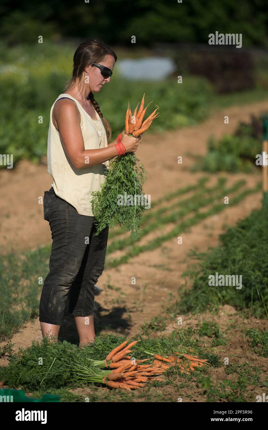 UNITED STATES - Juni 26, 2019: Tonya Taylor in der frühen Jahreszeit Pflanzen bringen am Bainum Family Foundation Farm in der Nähe von Middelburg. Pflanzen, die in der heutigen Ra Stockfoto