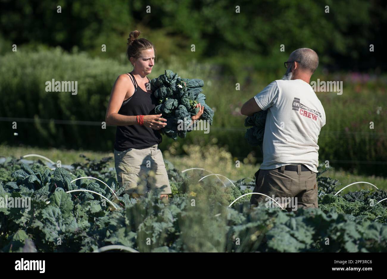 UNITED STATES - Juni 26, 2019: Paige Burger und Kasey Clark Ernte Anfang der Saison Ernten beim Bainum Family Foundation Farm in der Nähe von Middelburg. Kulturen kom Stockfoto