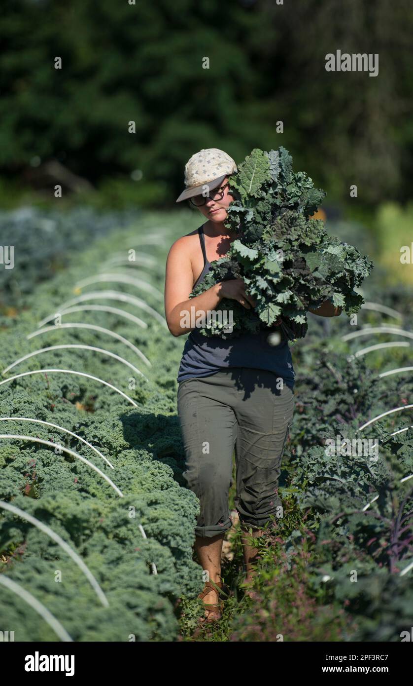 USA - 26. Juni 2019: Katie Miller erntet die Ernte der Frühsaison auf der Farm der Bainum Family Foundation bei Middleburg. Die Ernte, die heute ankommt, lief Stockfoto