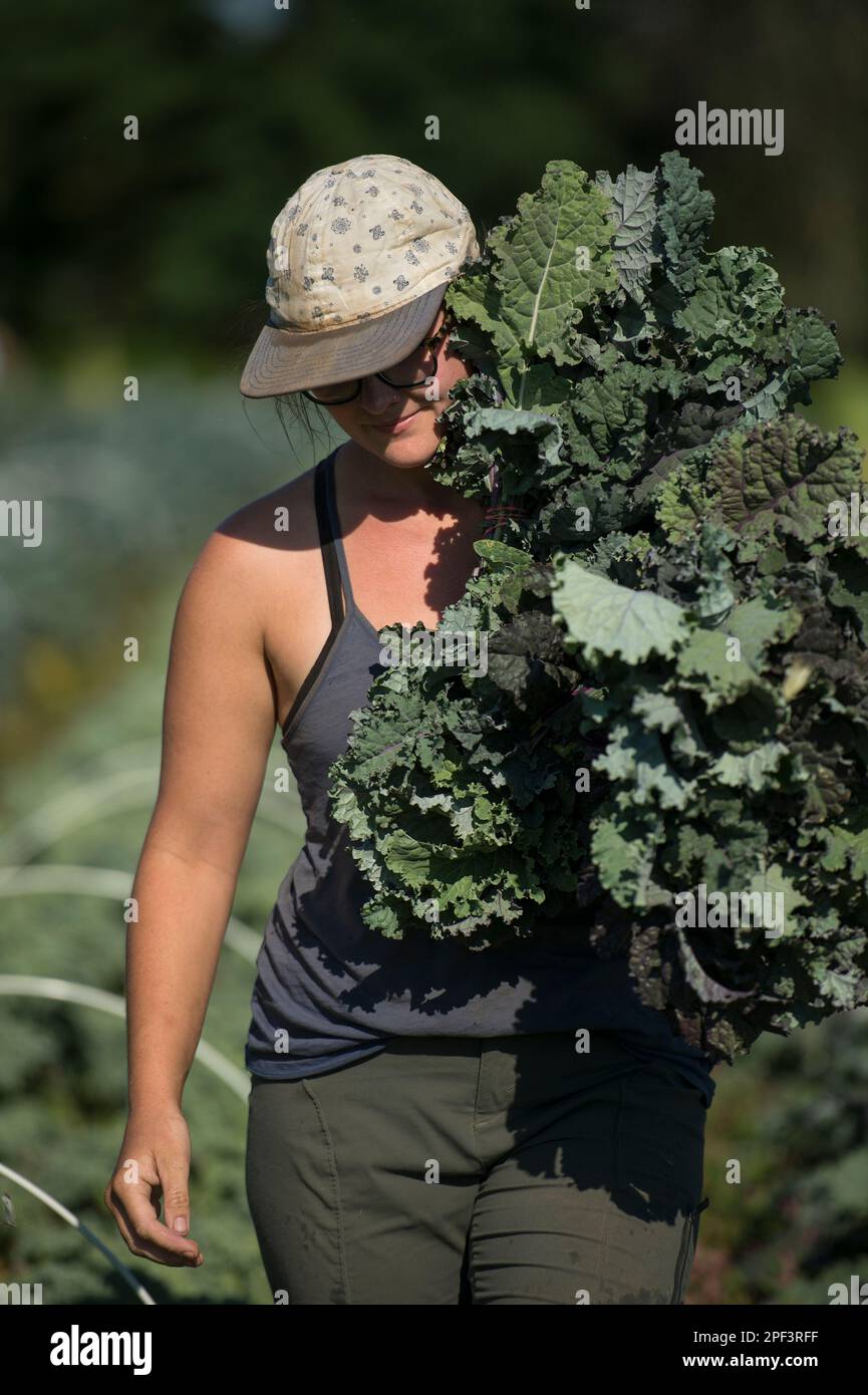 USA - 26. Juni 2019: Katie Miller erntet die Ernte der Frühsaison auf der Farm der Bainum Family Foundation bei Middleburg. Die Ernte, die heute ankommt, lief Stockfoto