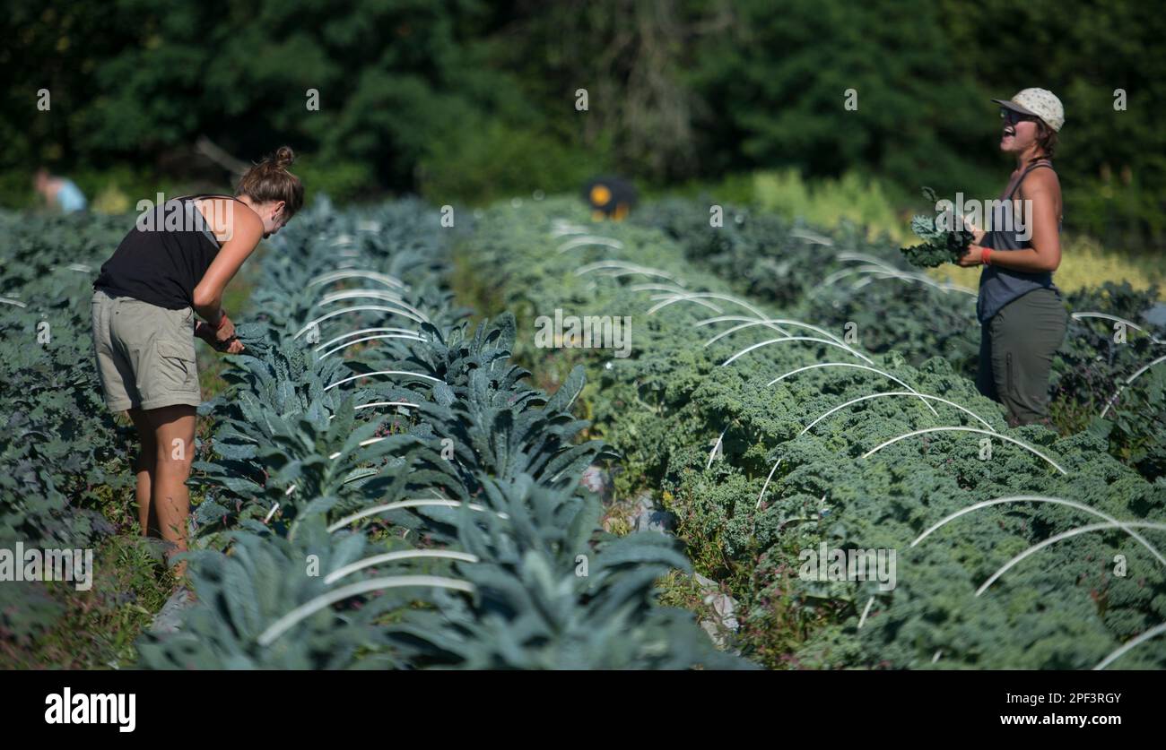 UNITED STATES - Juni 26, 2019: Paige Burger und Katie Miller Ernte Anfang der Saison Ernten beim Bainum Family Foundation Farm in der Nähe von Middelburg. Pflanzen co Stockfoto