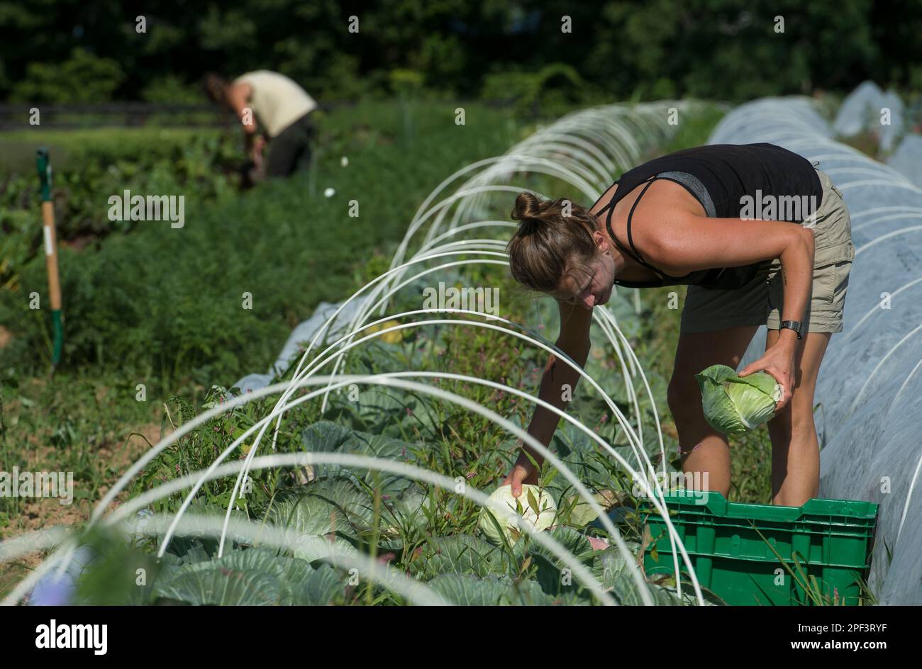 UNITED STATES - Juni 26, 2019: Paige Burger Ernte Anfang der Saison Ernten beim Bainum Family Foundation Farm in der Nähe von Middelburg. Ernten in Heute lief Stockfoto