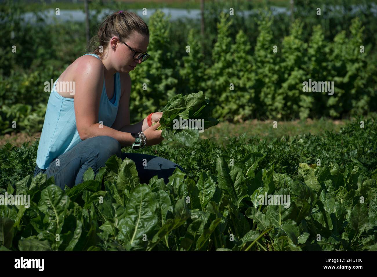 UNITED STATES - Juni 26, 2019: Kate Zoeller bringen in der frühen Jahreszeit ernten beim Bainum Family Foundation Farm in der Nähe von Middelburg. Pflanzen, die in der heutigen Ra Stockfoto
