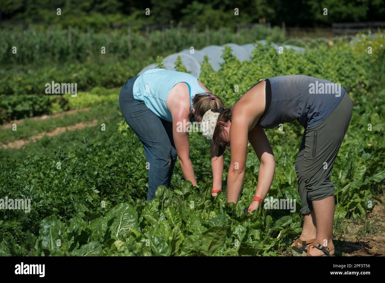 UNITED STATES - Juni 26, 2019: Katie Miller und Kate Zoeller Ernte Anfang der Saison Ernten beim Bainum Family Foundation Farm in der Nähe von Middelburg. Pflanzen co Stockfoto