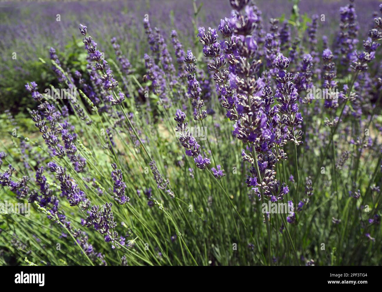 Blick auf einen Lavendelgarten. Lila Hintergrund. Stockfoto
