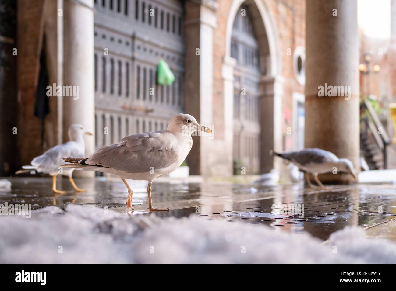 Gelbbbbeinige Möwen (Larus michahellis) sammeln die Fischreste auf dem Rialto Fischmarkt Stockfoto