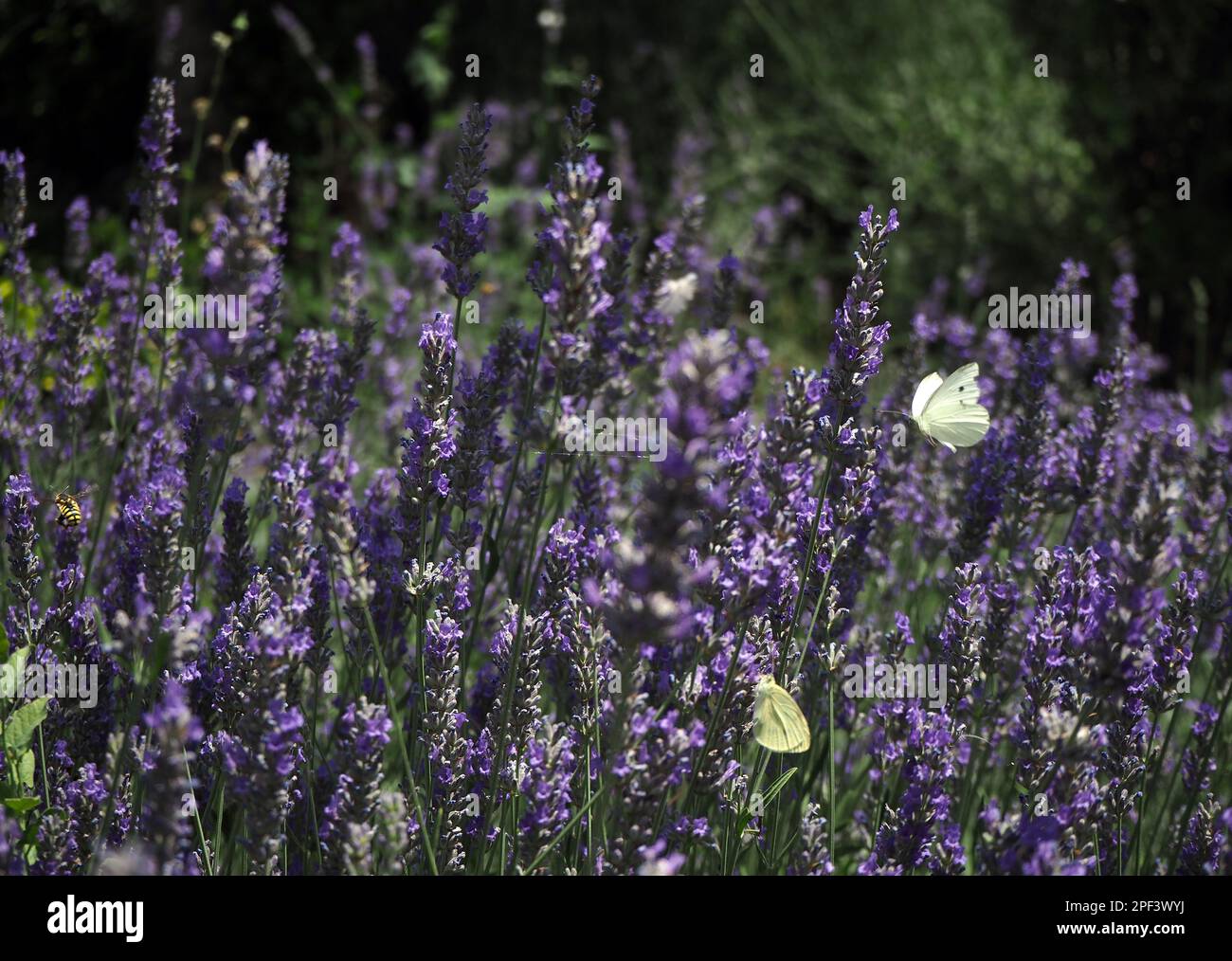 Lavendelfeld. Zärtlichkeit von Lavendelfeldern im Frühling. Auf Blumen fokussiert. Stockfoto