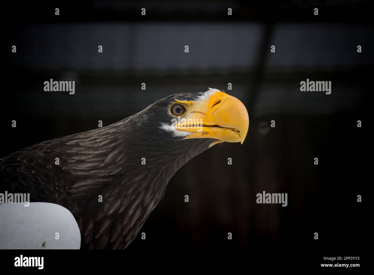 Stellers Sea Eagle Nahaufnahme-Kopfporträt Stockfoto