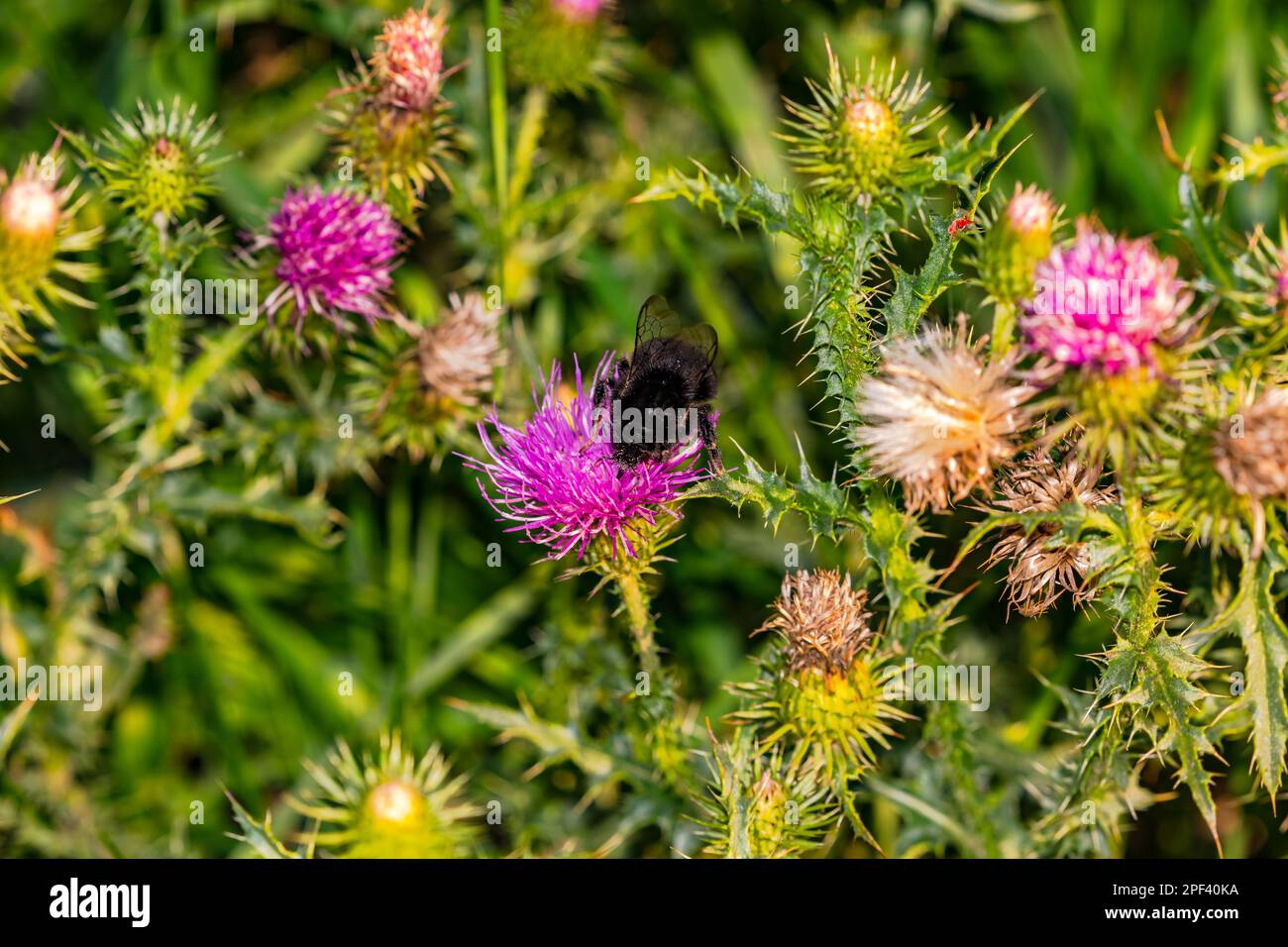Nahaufnahme einer blühenden Klette mit einer schwarzen Biene, isoliert vor grünen Blumen auf einer Wiese Stockfoto