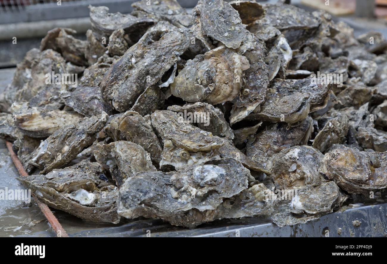 Geerntete Austern „Crassostrea virginica“, Vorbereitung zum Abschucken, Golfküste, Texas, Stockfoto