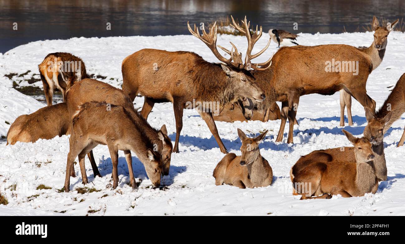 Rotwild (Cervus elaphus) Rotwild im Winter, Herde, Hirsch im Schnee mit Hintern und Kälber an einem Ufer, Schleswig-Holstein, Deutschland Stockfoto