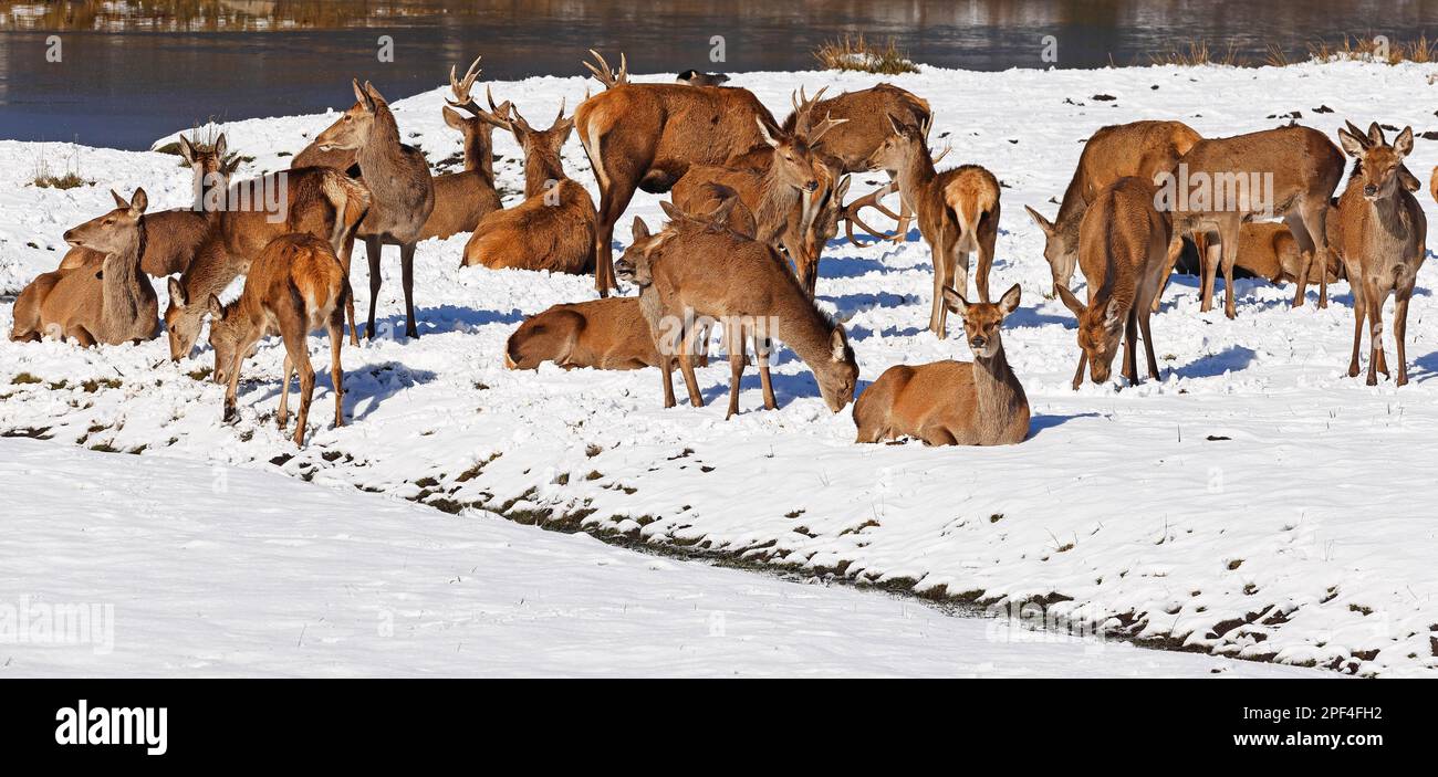 Rotwild (Cervus elaphus) im Winter, Herde im Schnee, Schleswig-Holstein, Deutschland Stockfoto