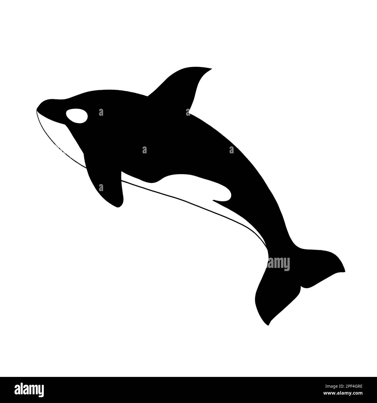 Orca-Killerwal bricht auf. Naturschutzkonzept für Wildtiere. Clip Art isoliert auf weißem Hintergrund. Stockfoto