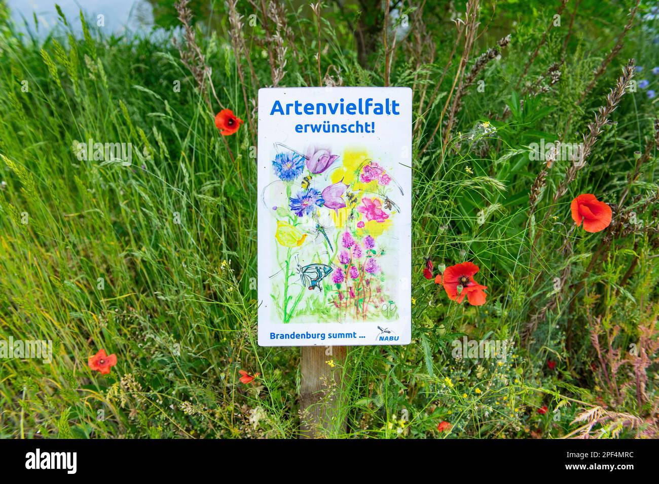 Unterzeichnen Sie in einer Wildblumenwiese der NABU Nature and Biodiversity Conservation Union, Brandenburg an der Havel, Brandenburg, Deutschland Stockfoto
