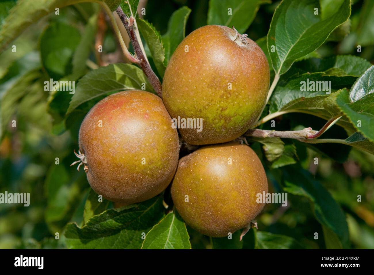 Apfel (Malus domestica) „Egremont Russet“, Obst aus nächster Nähe, Anbau in Obstgarten, Norfolk, England, Vereinigtes Königreich Stockfoto