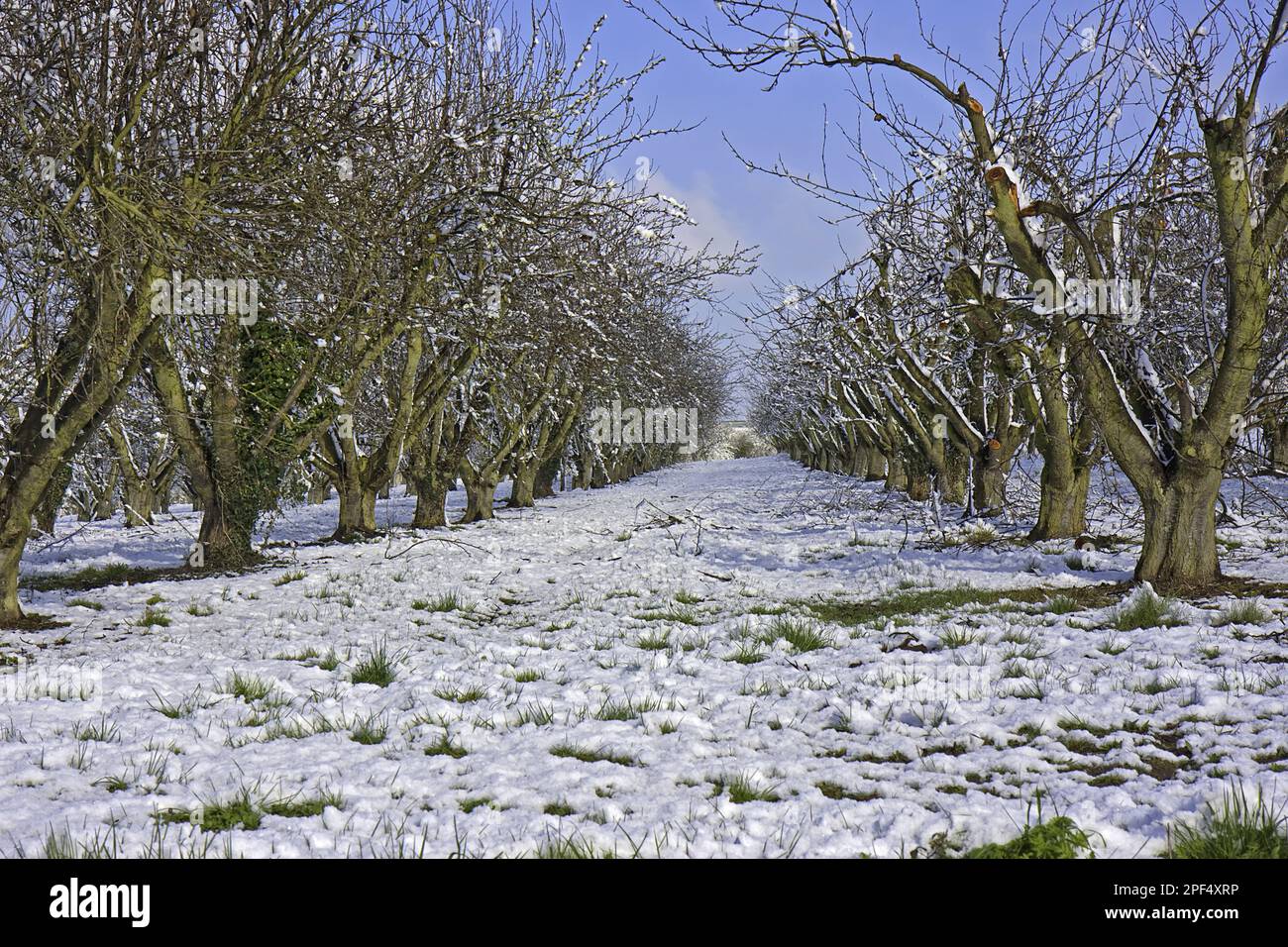 Apfelbäume (Malus domestica), Obstgarten nach Schneefall, Vale of Evesham, Worcestershire, England, Im Winter Stockfoto