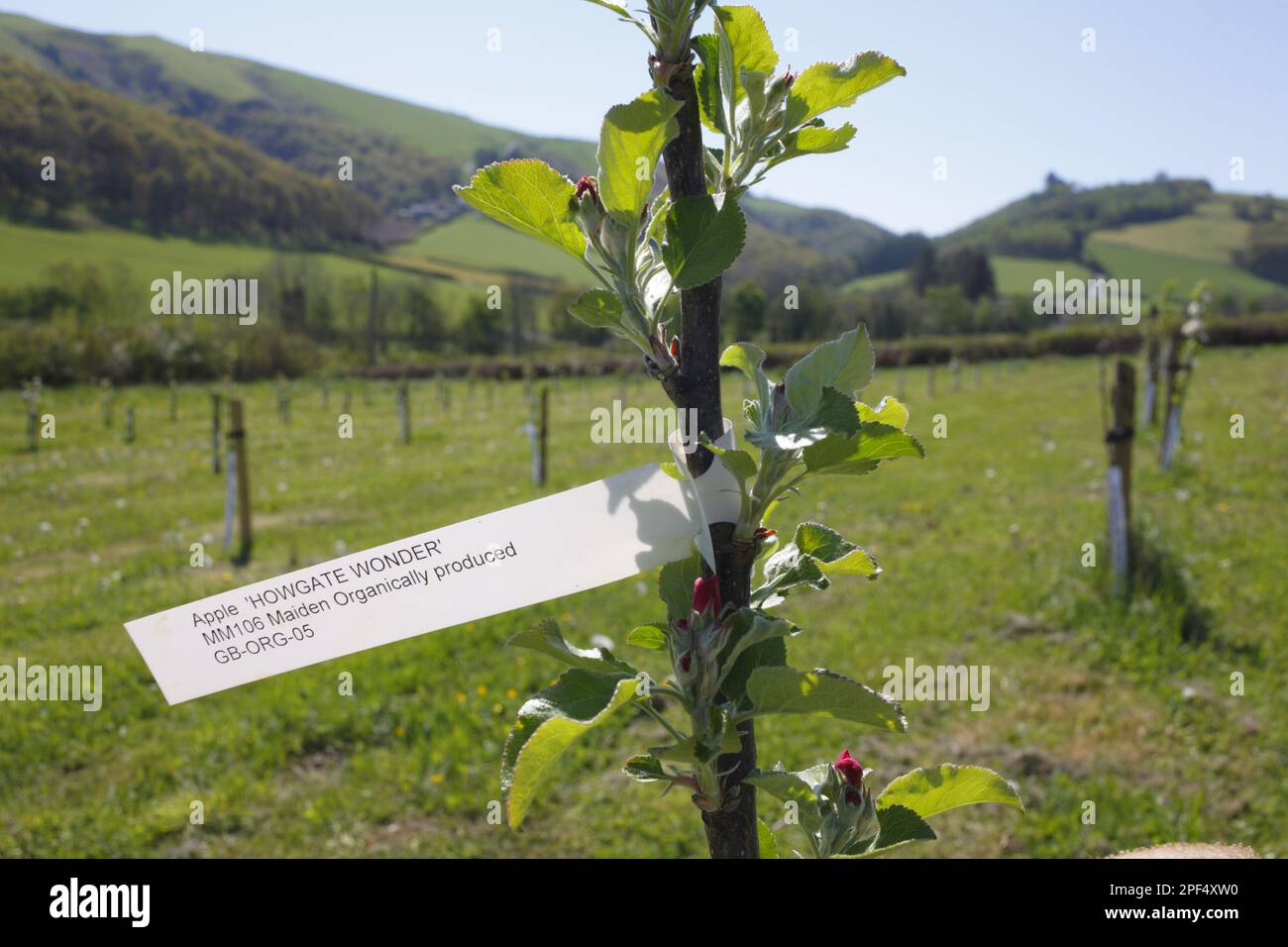 Apfelbaum (Malus domestica) „Howgate Wonder“, Etikett auf neu gepflanzter Mädchenpeitsche in ökologischer Obstplantage, Powys, Wales, Vereinigtes Königreich Stockfoto