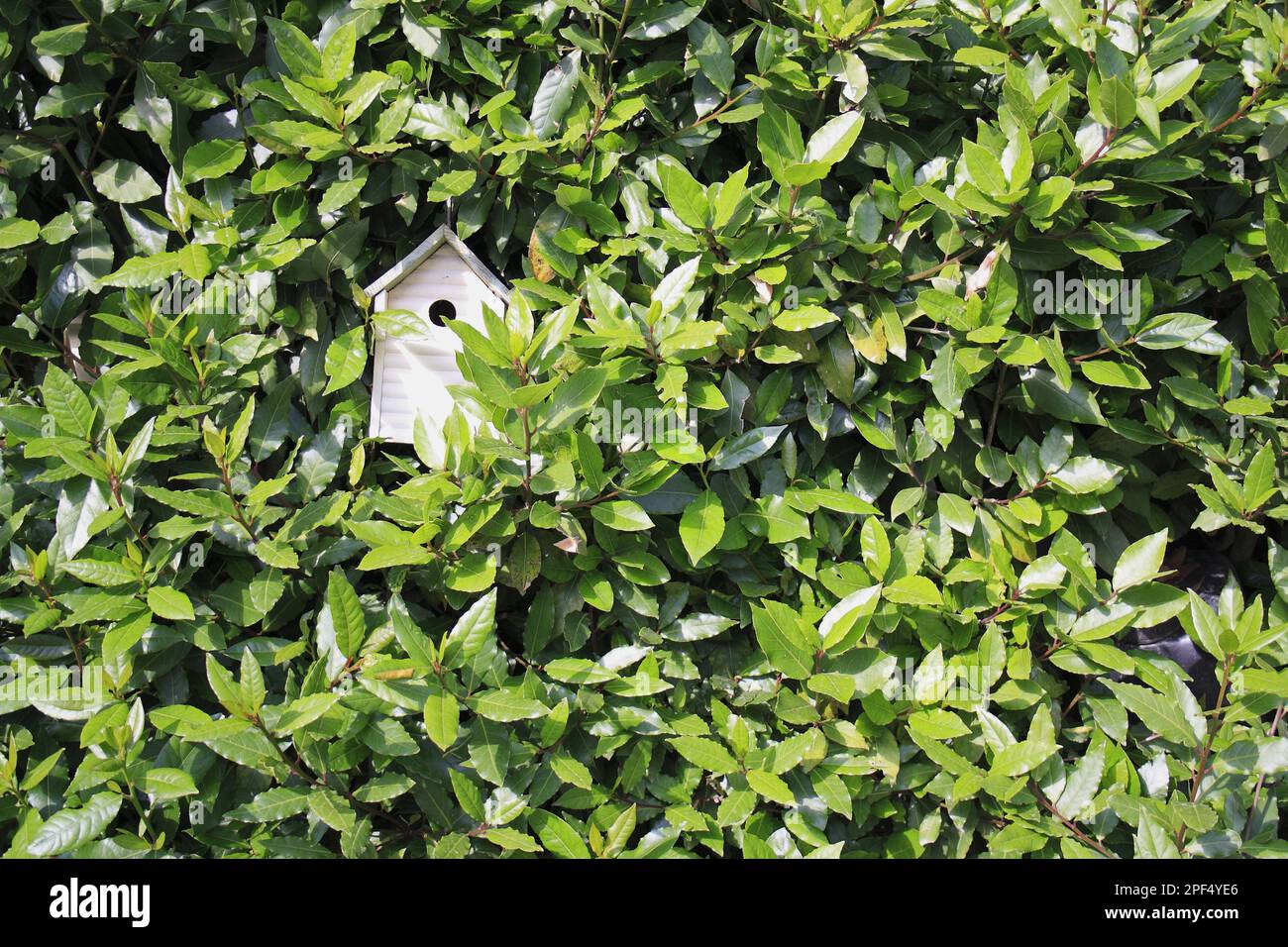 Sweet Bay (Laurus nobilis) Blätter mit Vogelkästen im Garten, Bembridge, Isle of Wight, England, Vereinigtes Königreich Stockfoto