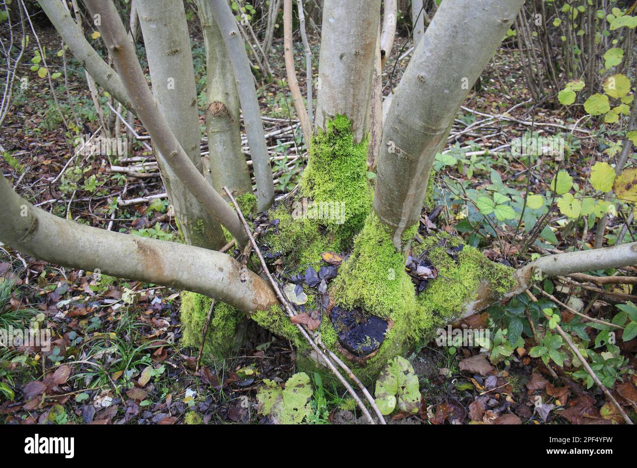 Asche, Gemeine Asche, europäische Asche (Fraxinus excelsior), Olivenfamilie, Gemeine Asche, gegrillter Stuhl mit Moos, im Coppice Woodland Reserve, Bradfield Woods Stockfoto