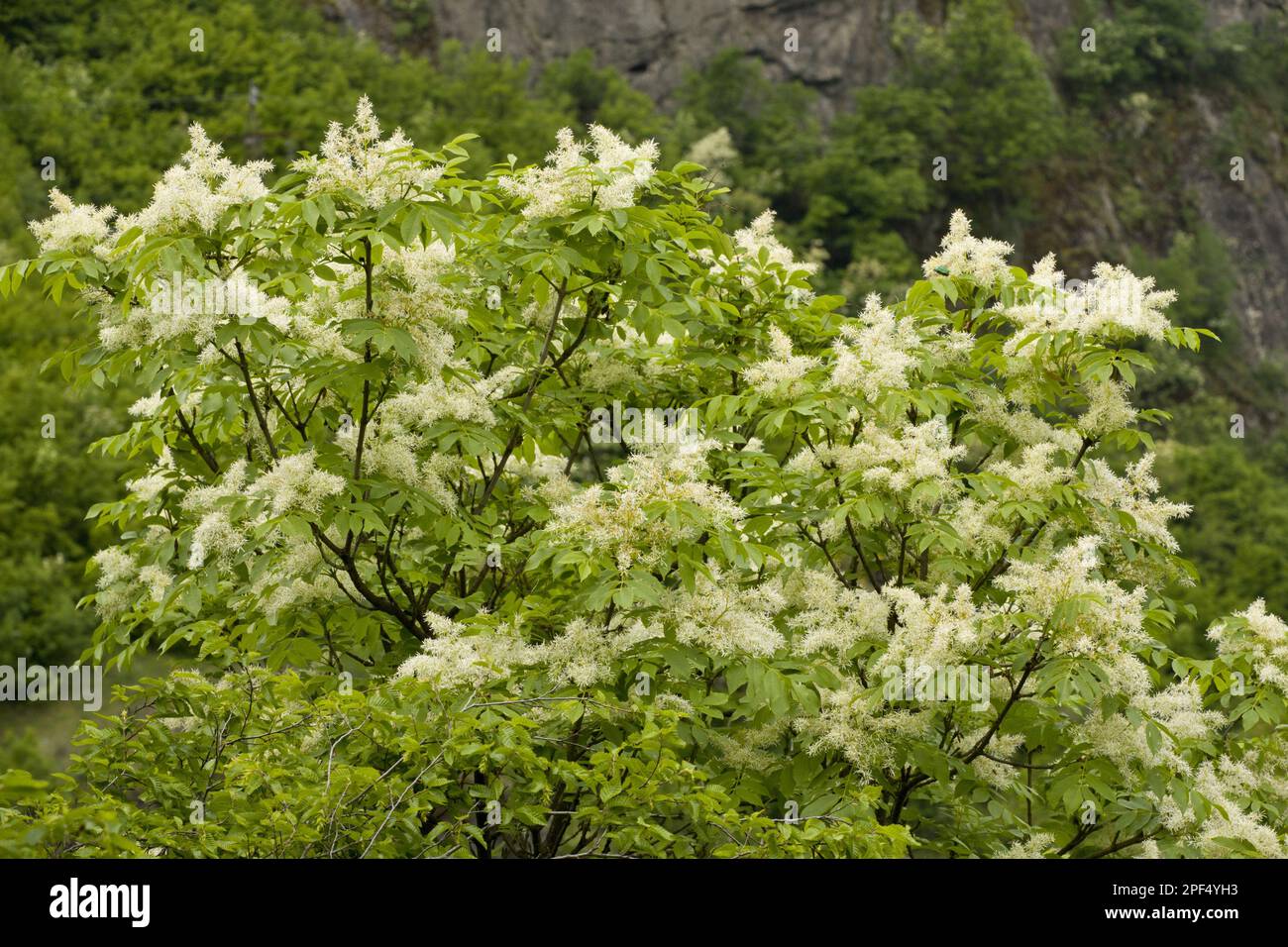 Mannaasche (Fraxinus ornus), Blütenasche, Zierasche, Olivenfamilie, Manna Ash blühend, Bulgarien Stockfoto