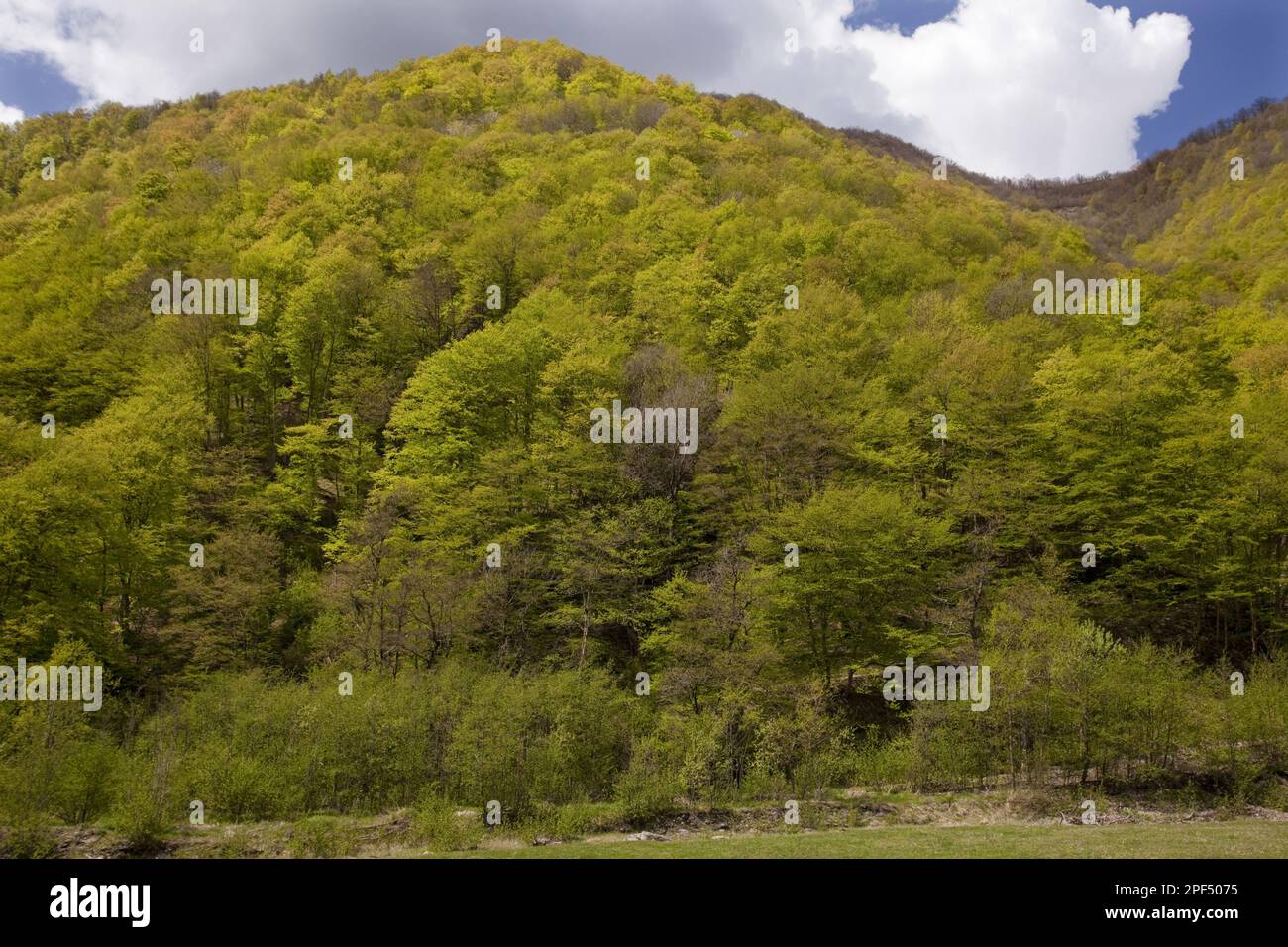 Orientalische Buche (Fagus orientalis) gemischter Montanwald Habitat, Gudani-Tal, Großkaukasus, Georgien, Frühling Stockfoto