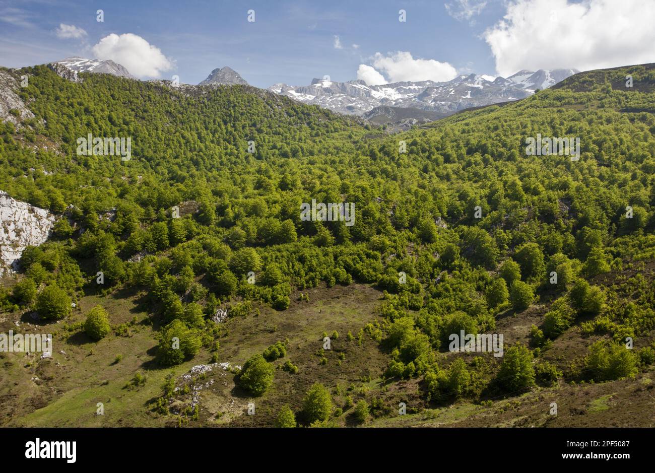 Gemeine Buche (Fagus sylvatica) Lebensraum des Hochgebirgswaldes, nahe Tresviso, Picos de Europa, Kantabrische Berge, Spanien Stockfoto