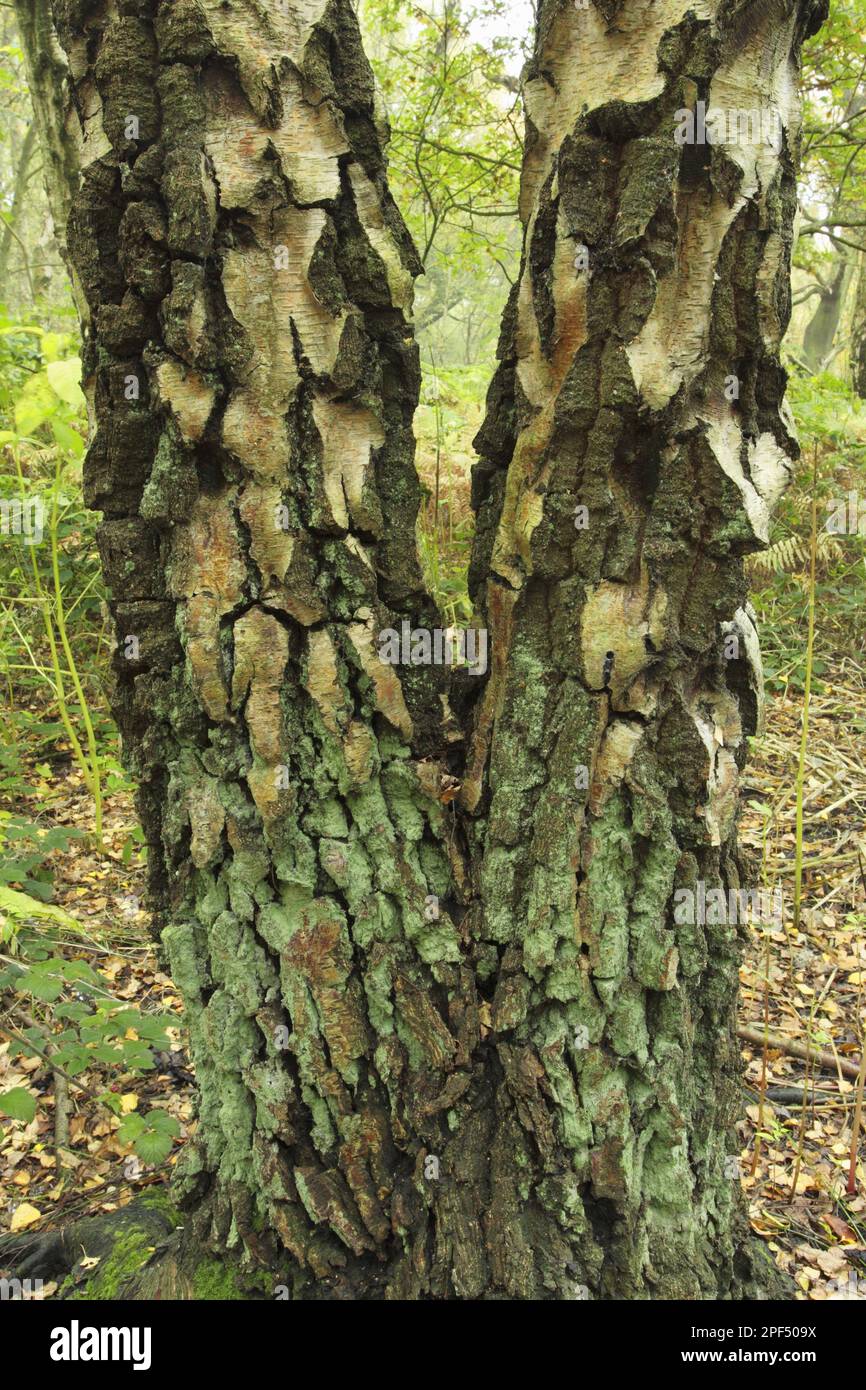 Silver Birch (Betula pendula) Nahaufnahme des reifen geteilten Stammes, Temple Newsam Estate, Leeds, West Yorkshire, England, Vereinigtes Königreich Stockfoto